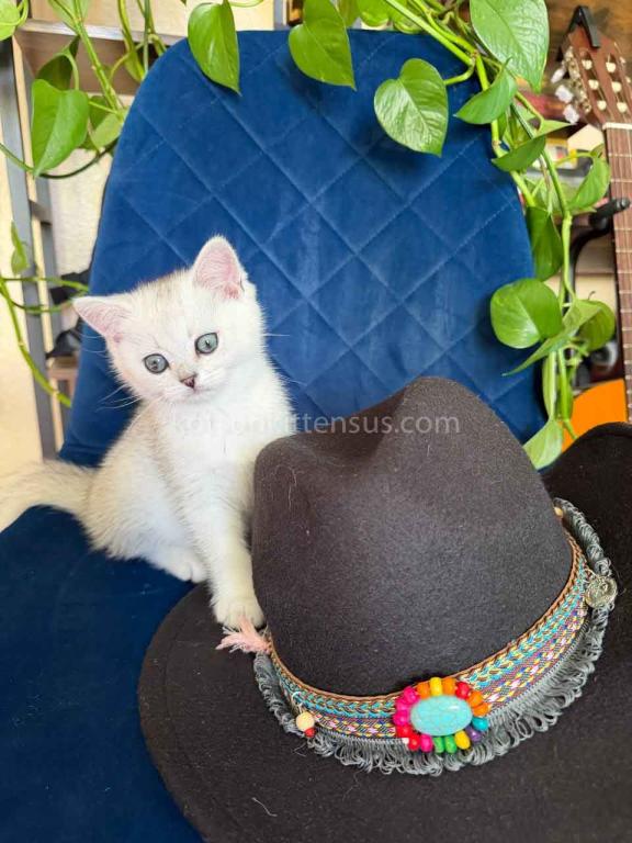 Dustin Silver Shaded Chinchilla British Shorthair photo 33