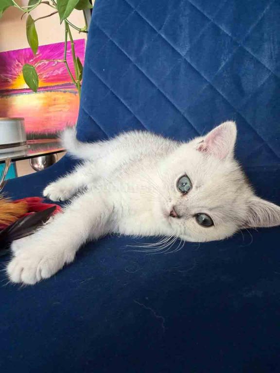 Dustin Silver Shaded Chinchilla British Shorthair photo 12