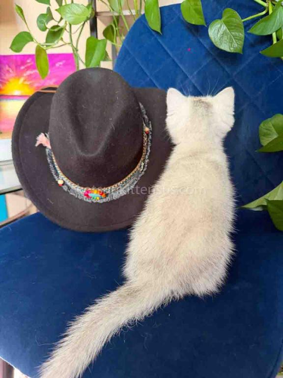 Dustin Silver Shaded Chinchilla British Shorthair photo 2