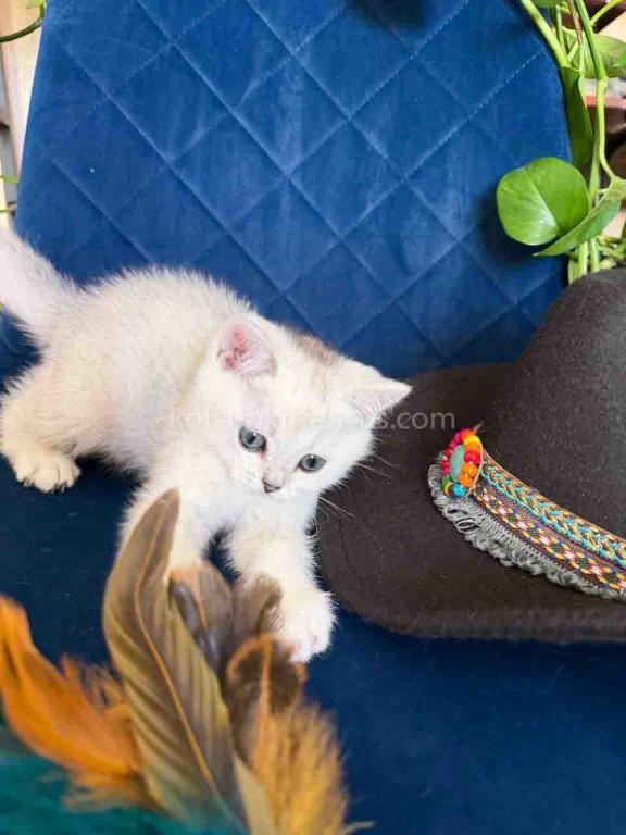 Dustin Silver Shaded Chinchilla British Shorthair photo 10