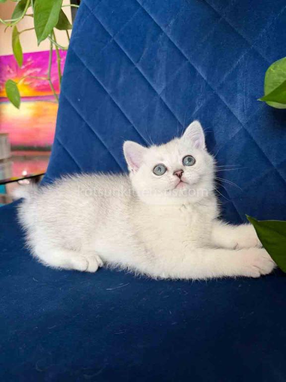 Dustin Silver Shaded Chinchilla British Shorthair photo 1
