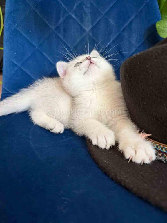 Dustin Silver Shaded Chinchilla British Shorthair photo 31