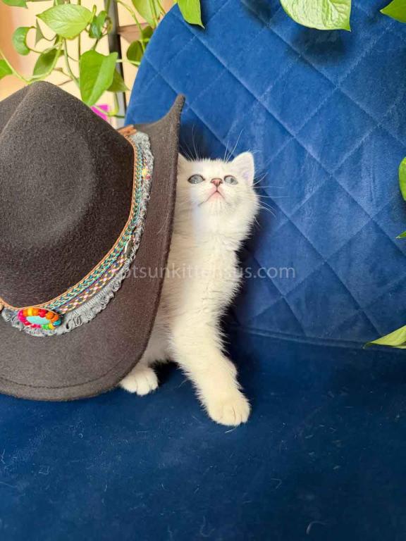 Dustin Silver Shaded Chinchilla British Shorthair photo 8