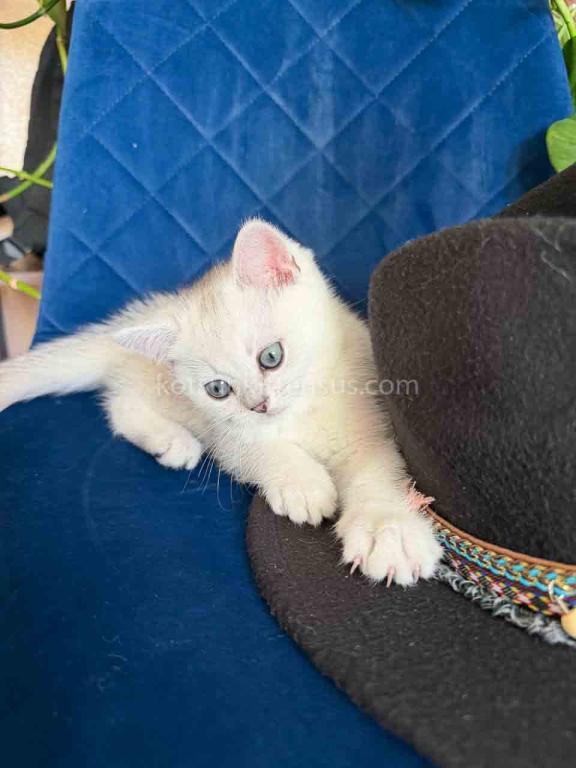 Dustin Silver Shaded Chinchilla British Shorthair photo 5