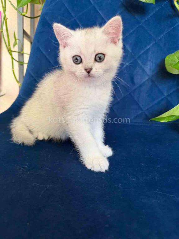 Dustin Silver Shaded Chinchilla British Shorthair photo 21