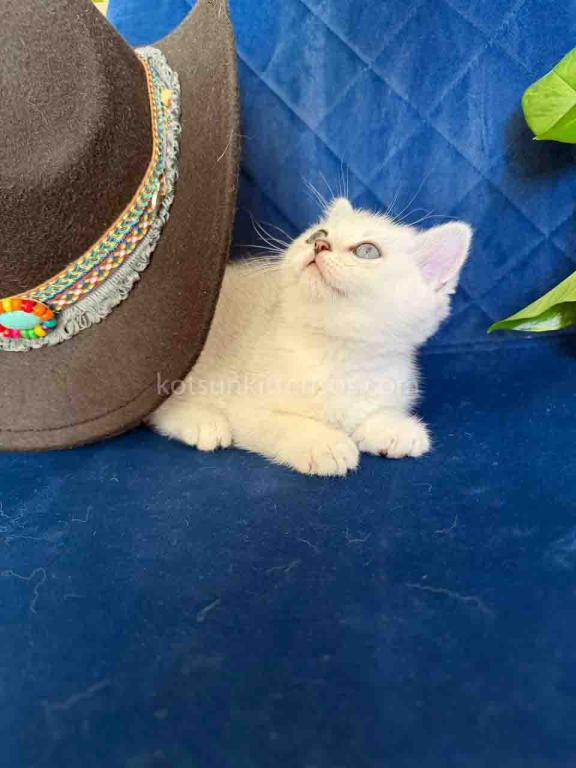 Dustin Silver Shaded Chinchilla British Shorthair photo 7