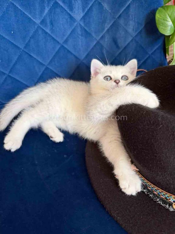 Dustin Silver Shaded Chinchilla British Shorthair photo 30