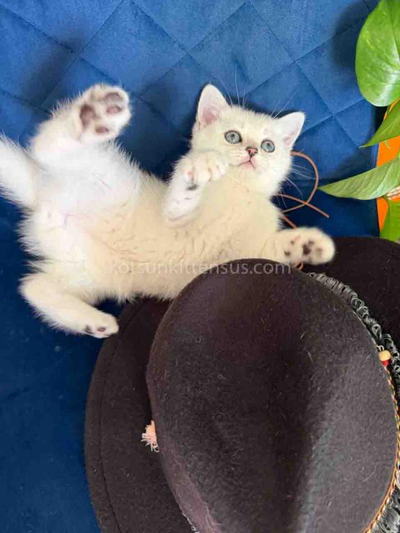 Dustin Silver Shaded Chinchilla British Shorthair photo 27