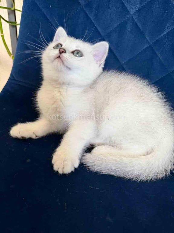 Dustin Silver Shaded Chinchilla British Shorthair photo 19