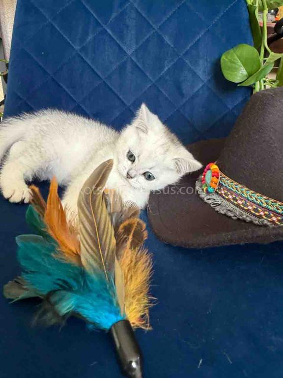 Dustin Silver Shaded Chinchilla British Shorthair photo 9