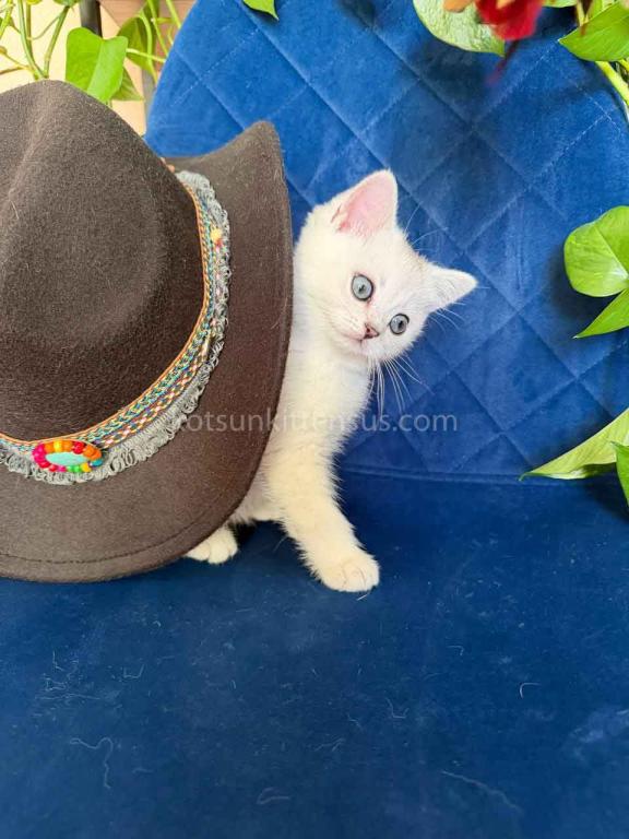 Dustin Silver Shaded Chinchilla British Shorthair photo 24