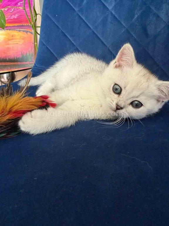 Dustin Silver Shaded Chinchilla British Shorthair photo 17