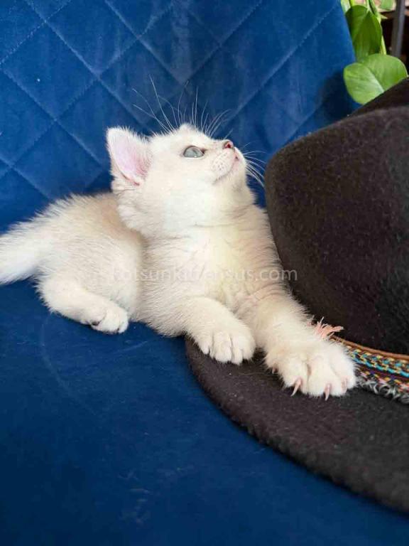 Dustin Silver Shaded Chinchilla British Shorthair photo 4
