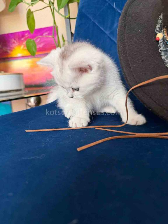 Dustin Silver Shaded Chinchilla British Shorthair photo 16