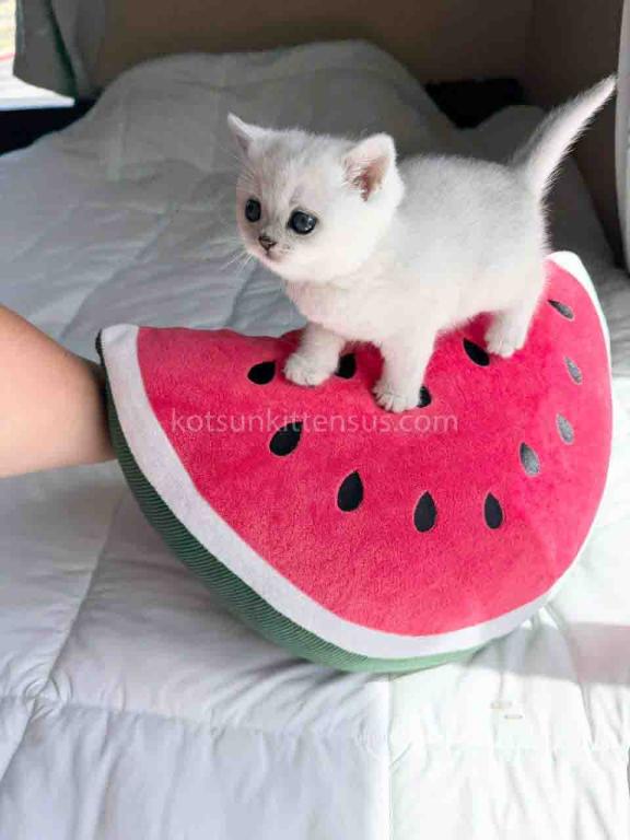 Victorville CA Dustin Silver British Shorthair photo 3