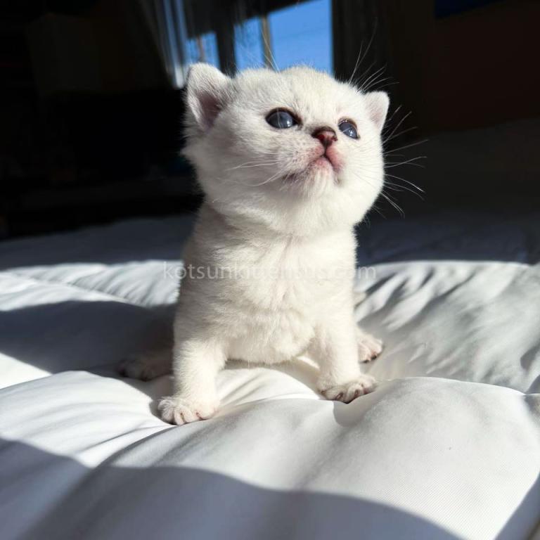 Victorville CA Dustin Silver British Shorthair