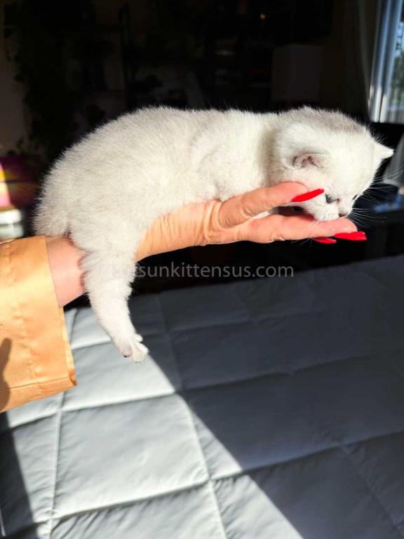 Victorville CA Dustin Silver British Shorthair photo 5