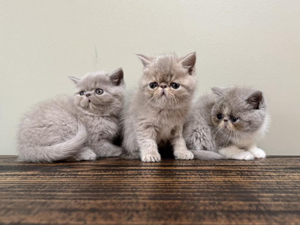 Exotic Shorthair Babies photo 3