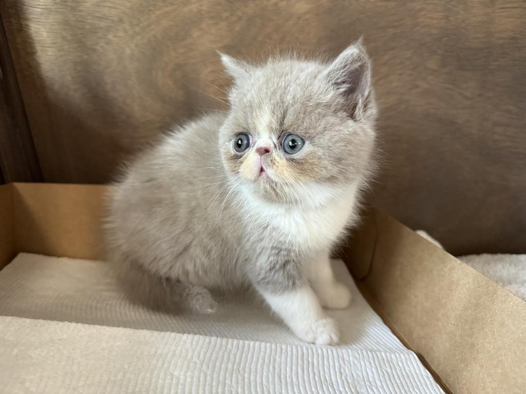 Exotic Shorthair Babies photo 5