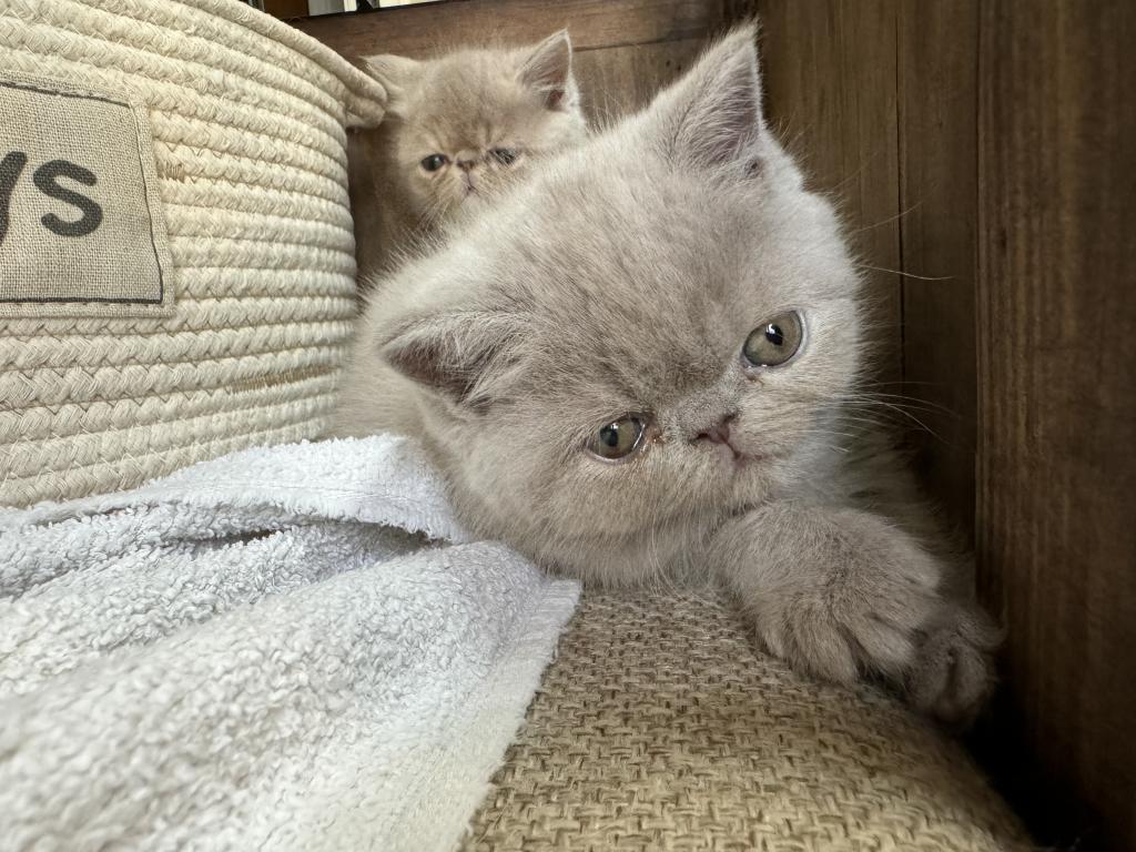 Exotic Shorthair Babies photo 6