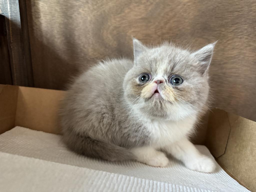 Exotic Shorthair Babies photo 4