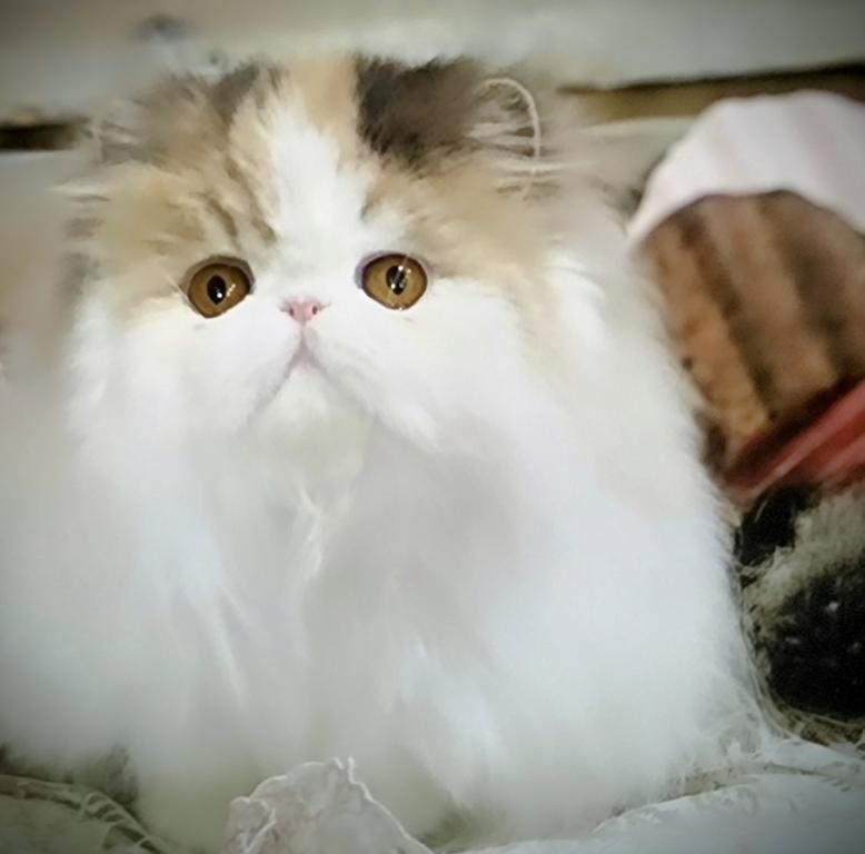 Zariah