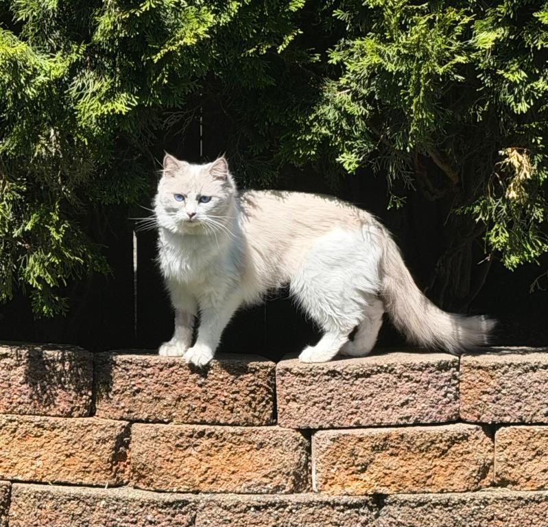Sarabi Blue Bicolor Ragdoll Female photo 2