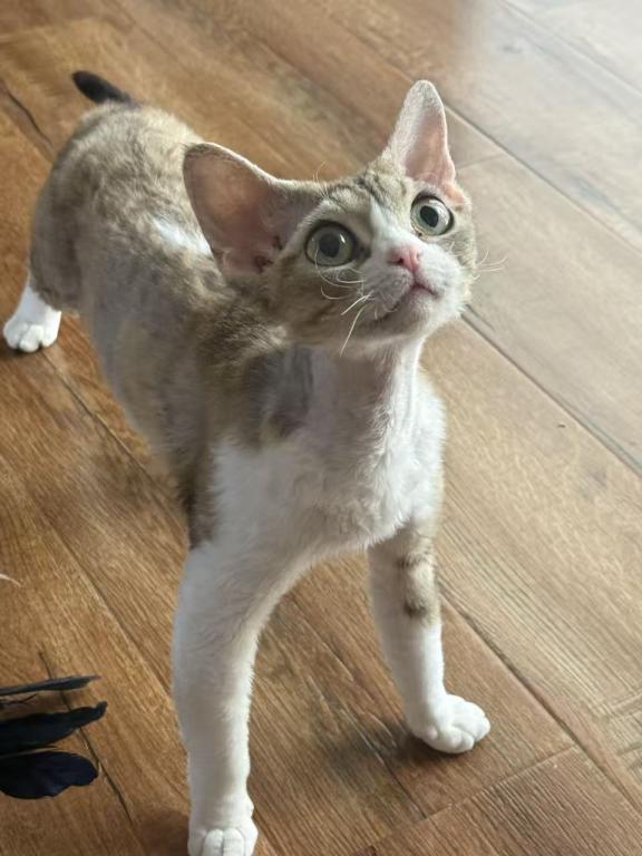 COCO photo 2