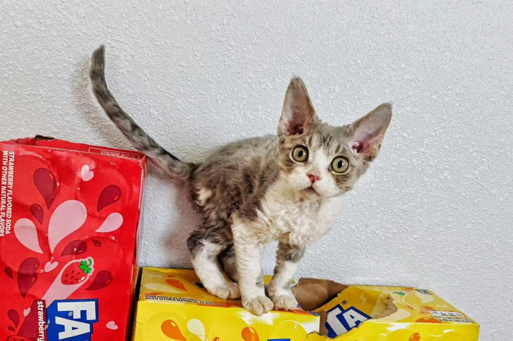 COCO