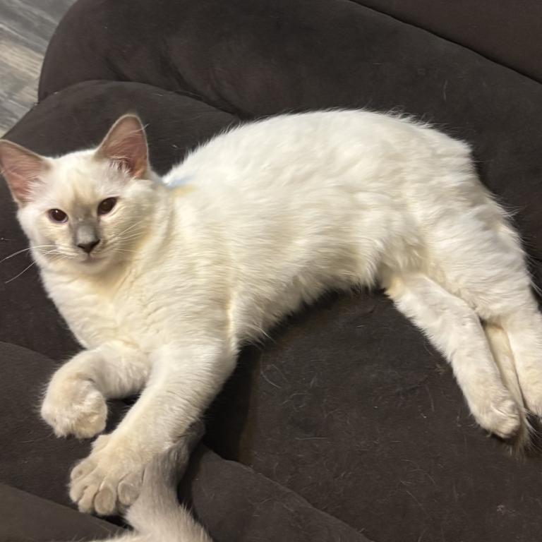 Lilac Point Male  Light Blue Collar