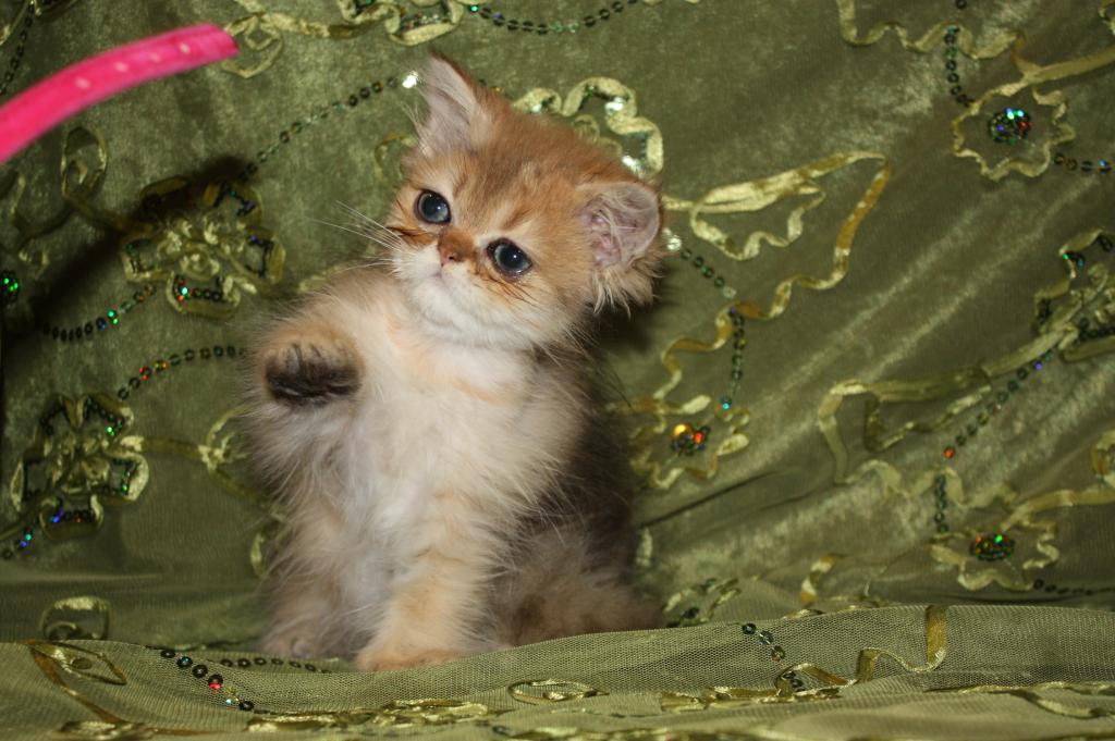 Vanier Golden Persian Kittens