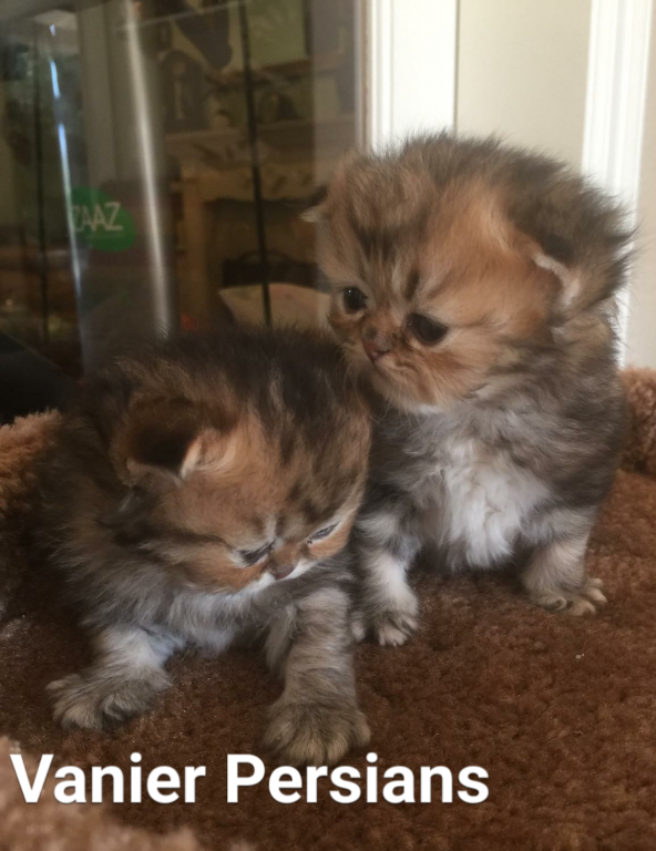 Vanier Golden Persian Kittens photo 4