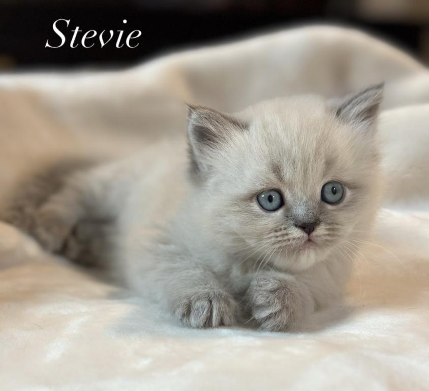 Stevie Blue Point Lynx Litter G photo 2