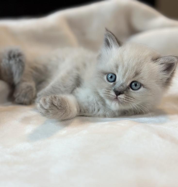 Stevie Blue Point Lynx Litter G photo 3