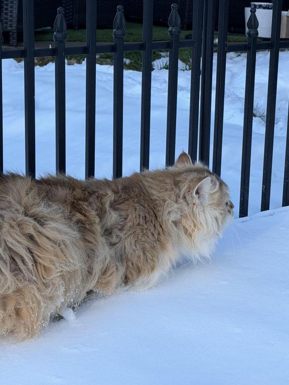 Golden Longhair Champion Joshua Ny12 photo 3