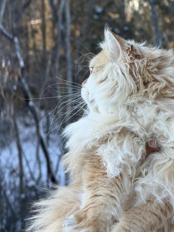 Golden Longhair Champion Joshua Ny12 photo 4