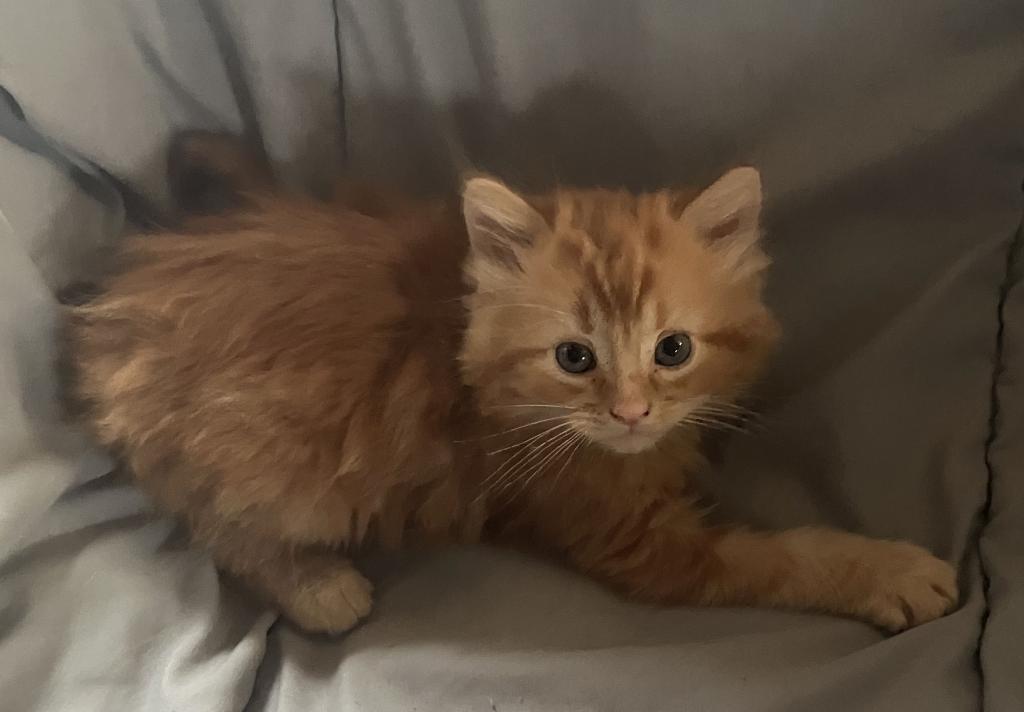 Calico And Orange