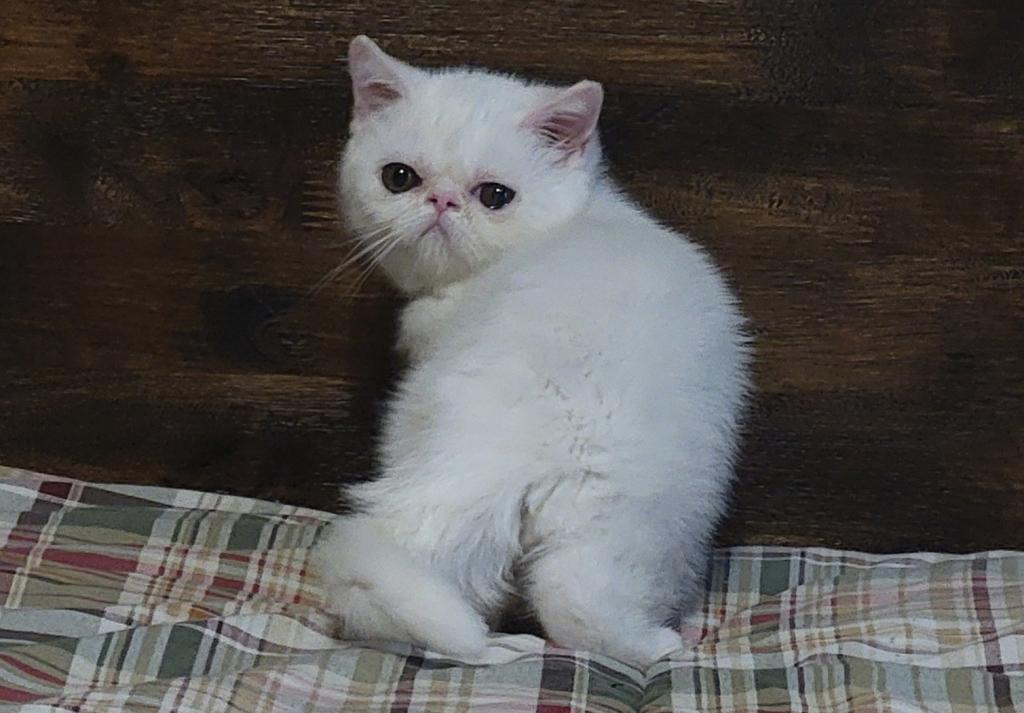CFA REG COPPER EYED WHITE EXOTIC SHORTHAIR  GIRL photo 3