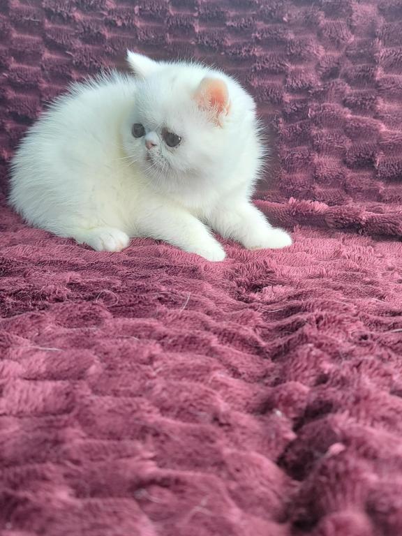 CFA REG COPPER EYED WHITE EXOTIC SHORTHAIR  GIRL photo 5