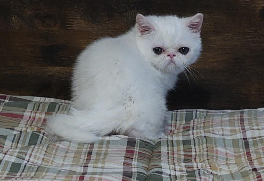 CFA REG COPPER EYED WHITE EXOTIC SHORTHAIR  GIRL photo 1