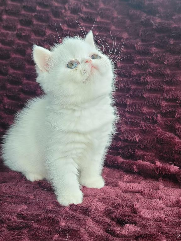CFA REG COPPER EYED WHITE EXOTIC SHORTHAIR  GIRL photo 2