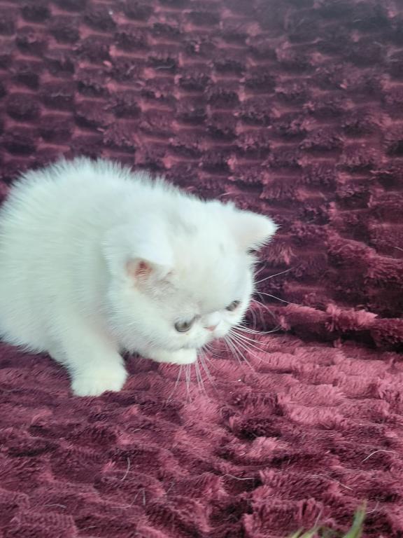 CFA REG COPPER EYED WHITE EXOTIC SHORTHAIR  GIRL photo 4