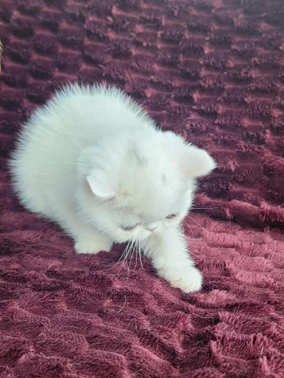 CFA REG COPPER EYED WHITE EXOTIC SHORTHAIR  GIRL photo 3