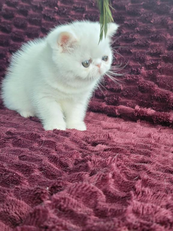 CFA REG COPPER EYED WHITE EXOTIC SHORTHAIR  GIRL photo 6