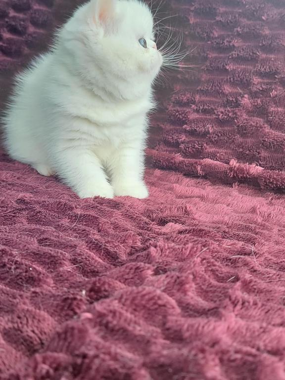 CFA REG COPPER EYED WHITE EXOTIC SHORTHAIR  GIRL
