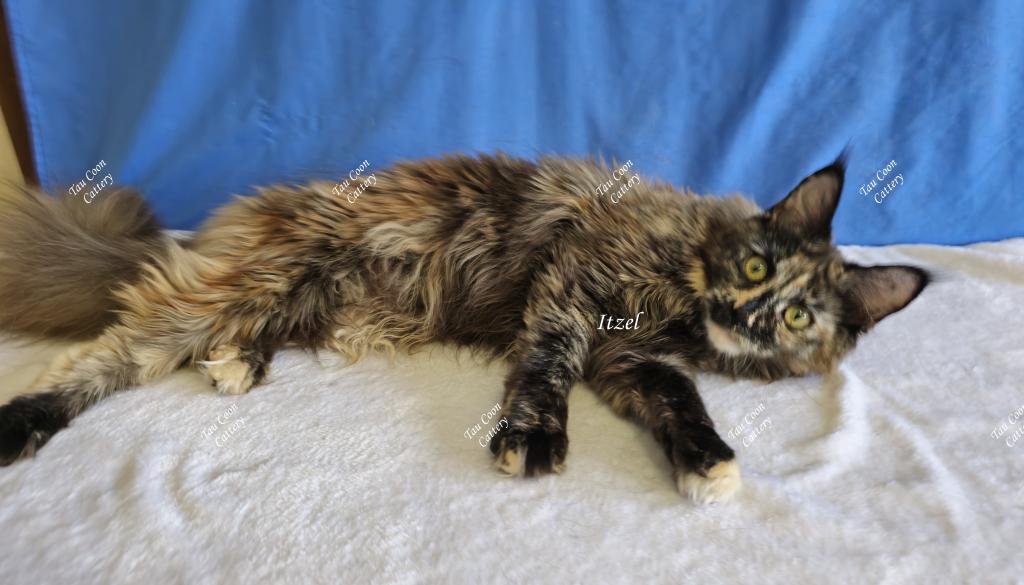 Itzel Black Tortie photo 18