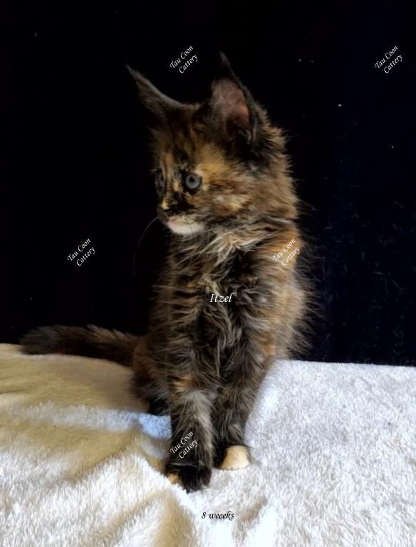 Itzel Black Tortie photo 73
