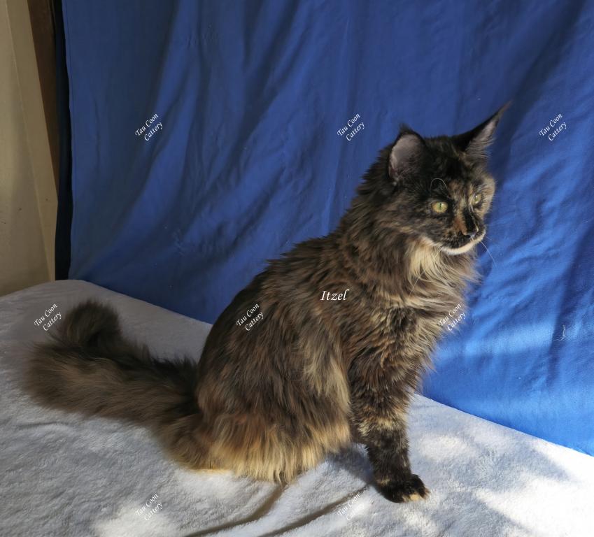 Itzel Black Tortie photo 43