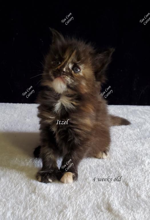 Itzel Black Tortie photo 89