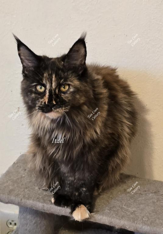 Itzel Black Tortie photo 40